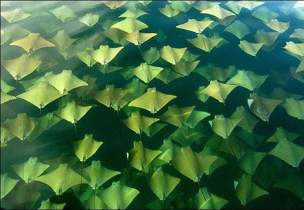 Ray Mass Migration 2